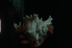 Does the Sea have a Heart? / LT / 7'